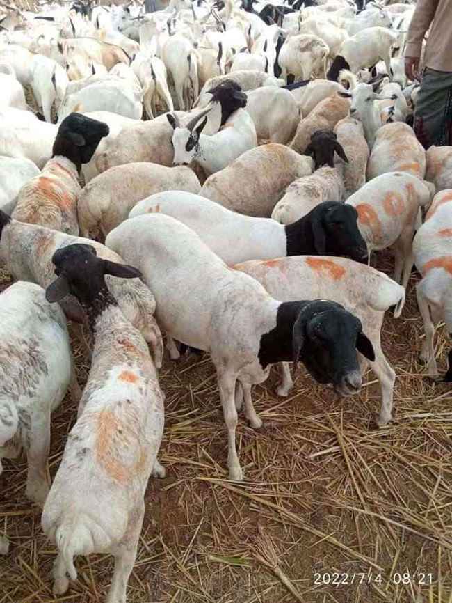 أول مرفق حكومي في عدن يصرف أضاحي عيد للموظفين والمتقاعدين وحتى المتوفين
