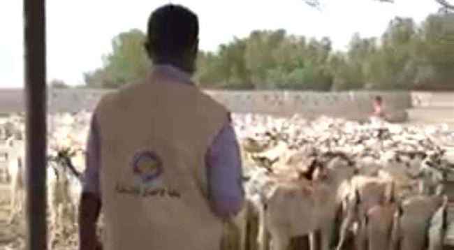 ذراع الإمارات الإنساني في اليمن يدعم بدء توزيع الأضاحي في تعز والساحل الغربي لأول مرة