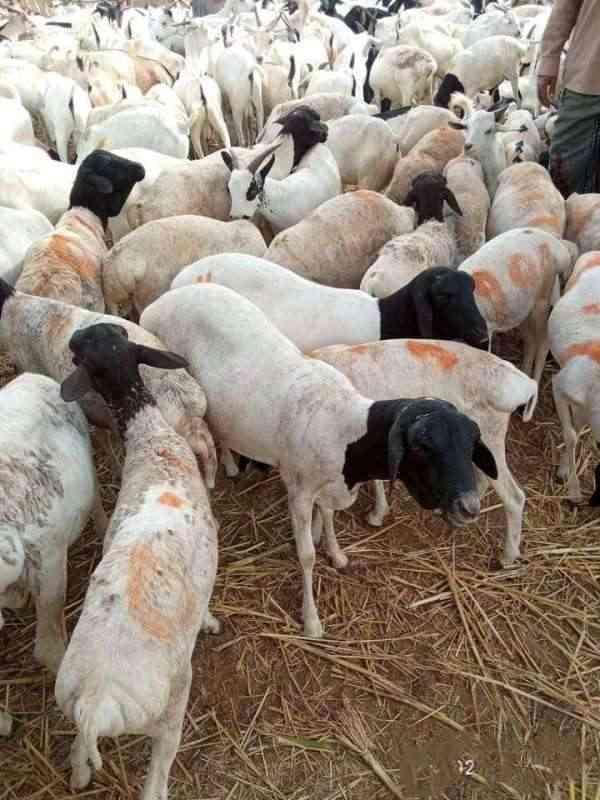 ألفين أضحية يستفيد منها 28 ألف في 4 محافظات