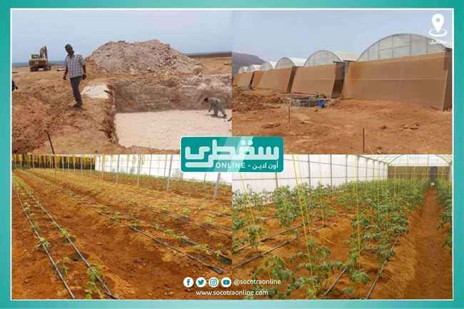 تجربة إماراتية ناجحة في سقطرى .. تأمين الغذاء عبر بيوت "جرين هاوس"