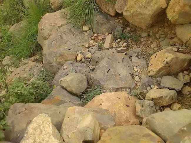 ليس لها أسم ولا يعرفها الأهالي .. حشرة غريبة تلتهم ارض زراعية في حجة