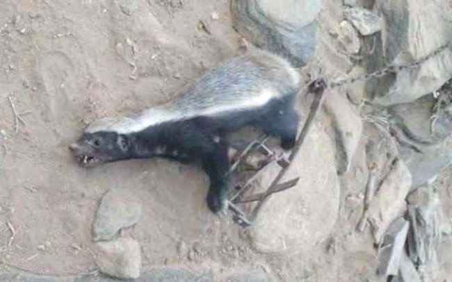 صورة ..ظهور حيوان نادر في أبين .. والأهالي يقتلونه