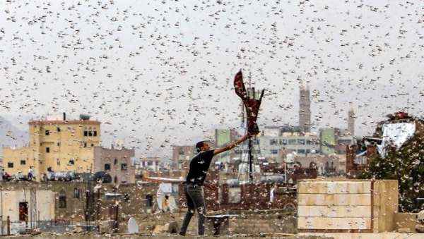 الجراد المدمر يضاعف أزمة الزراعة في اليمن