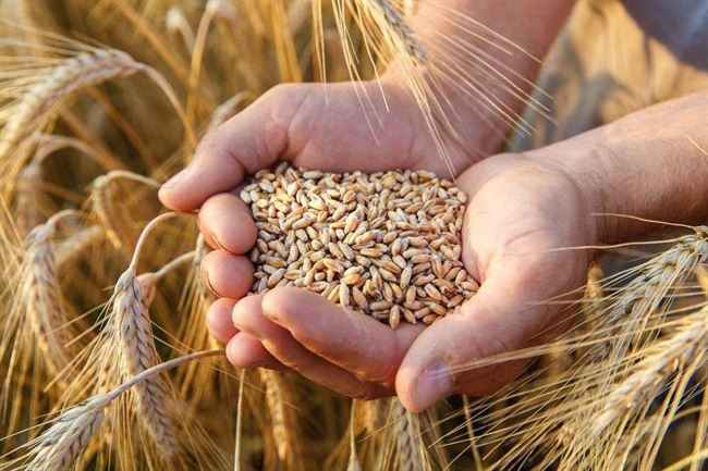 برنامج الغذاء العالمي يزف بشرى سارة بشأن أزمة القمح من أوكرانيا