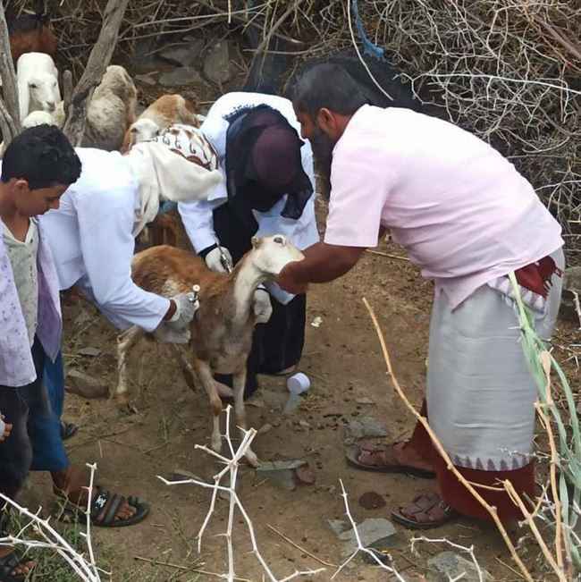 لجنة دولية تطلق حملة لتطعيم الأغنام في الضالع