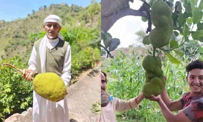 في تعز.. زراعة فاكهة نادرة عالمياً متواجدة فقط في الهند وإندونيسيا