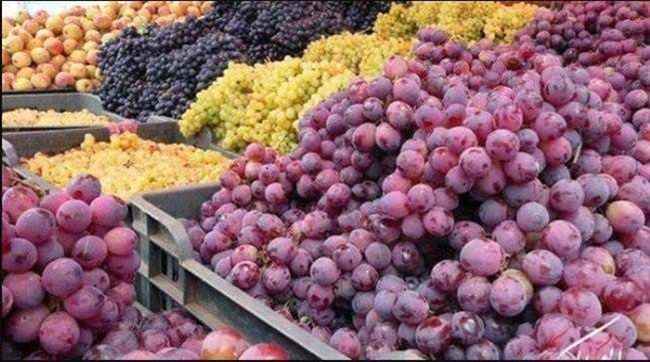 إنتاج 60 صنف من محصول العنب يميز اليمن عالمياً