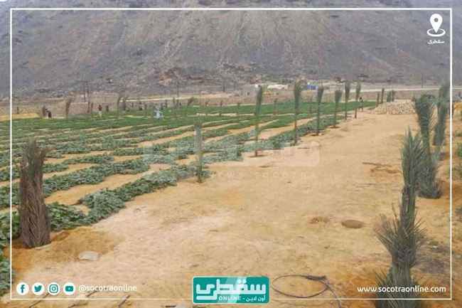 بدعم إماراتي سخي .. قطاع الزارعة يحقق نقله نوعية في سقطرى