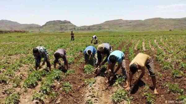 الأمم المتحدة تعلن استعادة 1680 هتكاراً زراعياً في اليمن