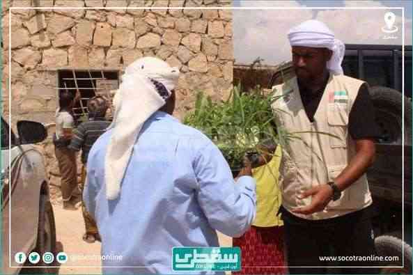 مقدمة من الإمارات .. توزيع دفعة جديدة من الشتلات الزراعية للمواطنين