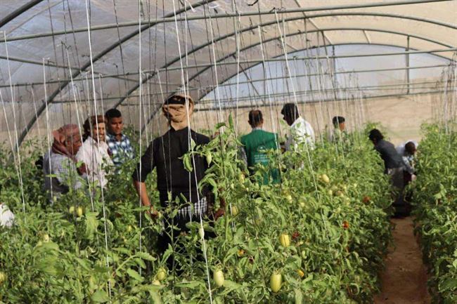 تقرير يرصد الدعم السعودي والأممي لمكافحة الجراد الصحراوي في اليمن