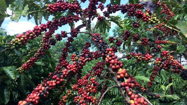 إثبات فائدة القهوة للدماغ