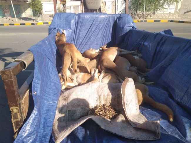 حملة إبادة للكلاب في شوارع زنجبار
