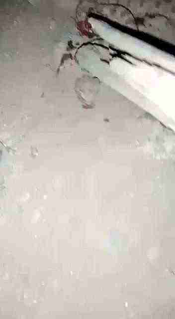 شاهد بالفيديو.. أفعى بقرنين يسموها الشيطان في الضالع وتصدر صوت غريب