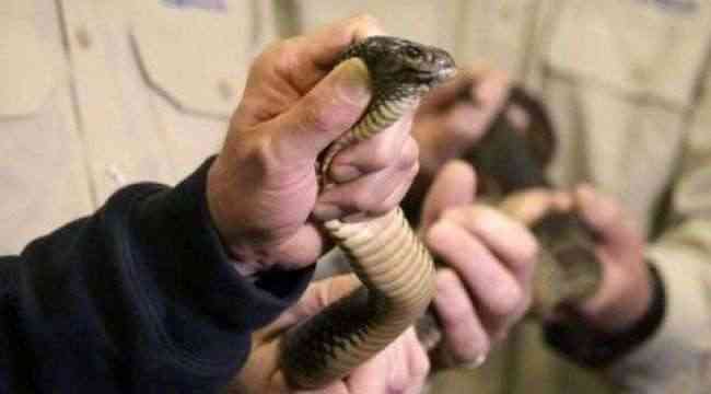 اكتشاف ثعابين شديدة السمية في مكتب بريد بأستراليا