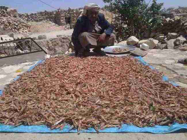 الجراد تجتاح مناطق واسعة في اليمن وهكذا تم التعامل معها .. صور