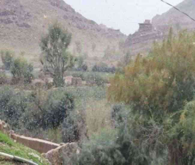 أسراب كبيرة من الجراد تصل إلى الضالع وهكذا تعامل معها المواطنين