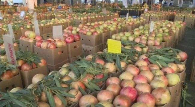 السعودية ترفع الحظر على استيراد الرمان اليمني